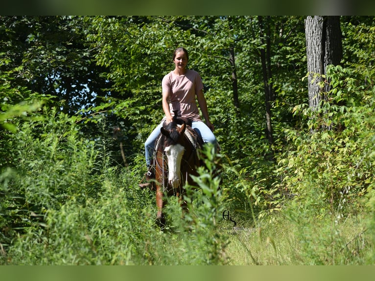 Quarter horse américain Hongre 5 Ans 150 cm Bai cerise in Baltic