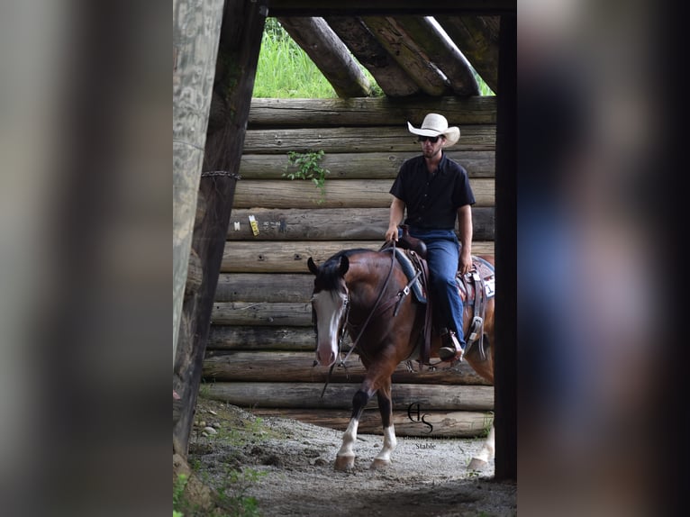 Quarter horse américain Hongre 5 Ans 150 cm Bai cerise in Baltic