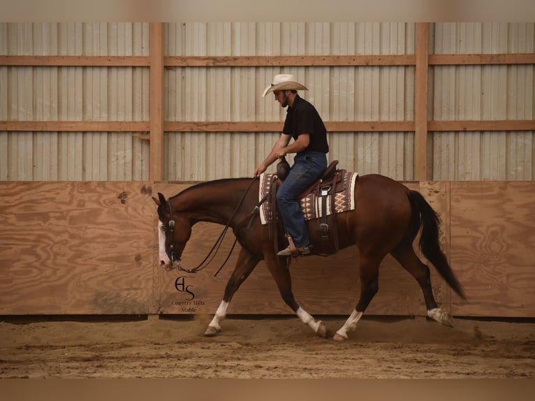 Quarter horse américain Hongre 5 Ans 150 cm Bai cerise in Baltic
