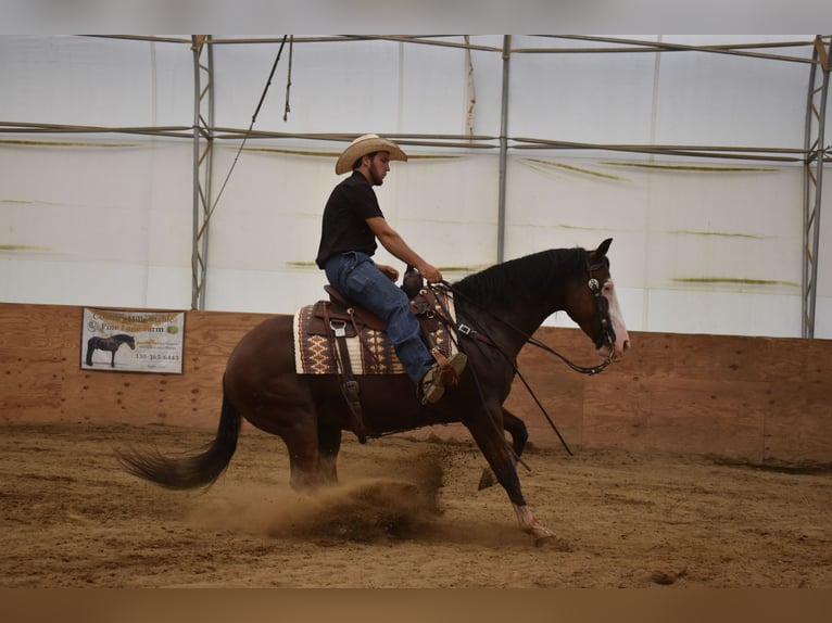 Quarter horse américain Hongre 5 Ans 150 cm Bai cerise in Baltic