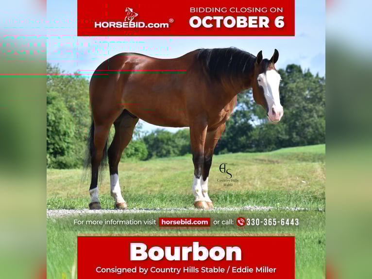 Quarter horse américain Hongre 5 Ans 150 cm Bai cerise in Baltic