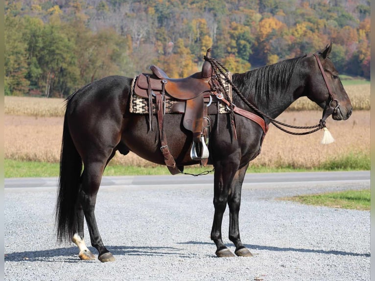 Quarter horse américain Hongre 5 Ans 150 cm Bai cerise in Rebersburg, PA