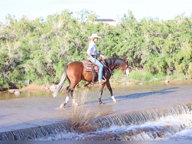 Quarter horse américain Hongre 5 Ans 150 cm Bai cerise in Cave Creek