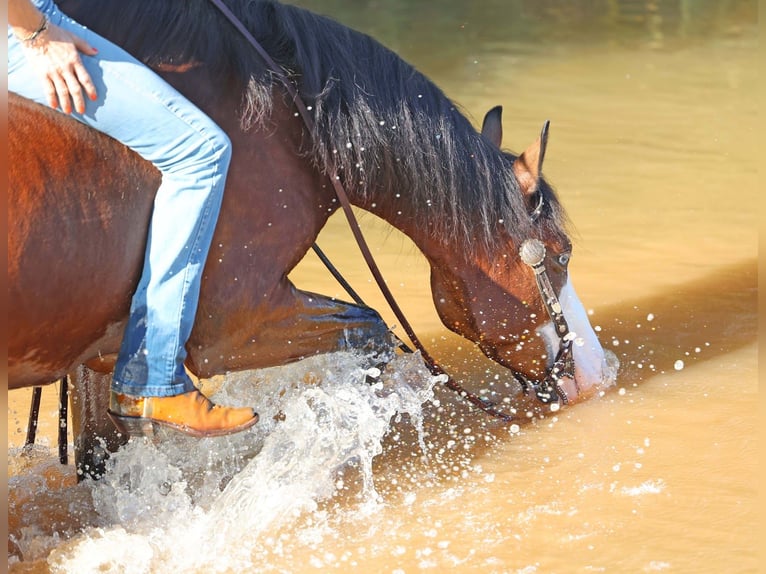 Quarter horse américain Hongre 5 Ans 150 cm Bai cerise in Cave Creek
