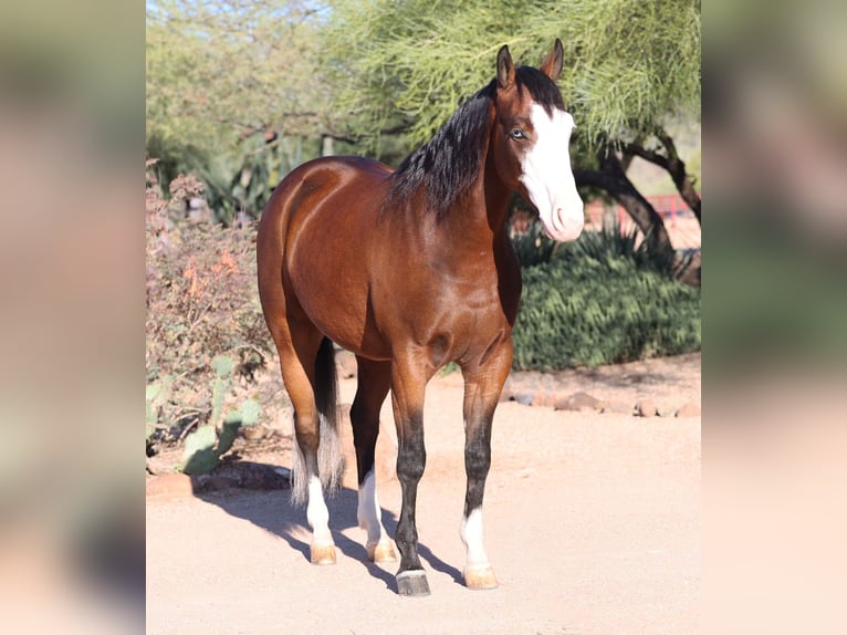 Quarter horse américain Hongre 5 Ans 150 cm Bai cerise in Cave Creek