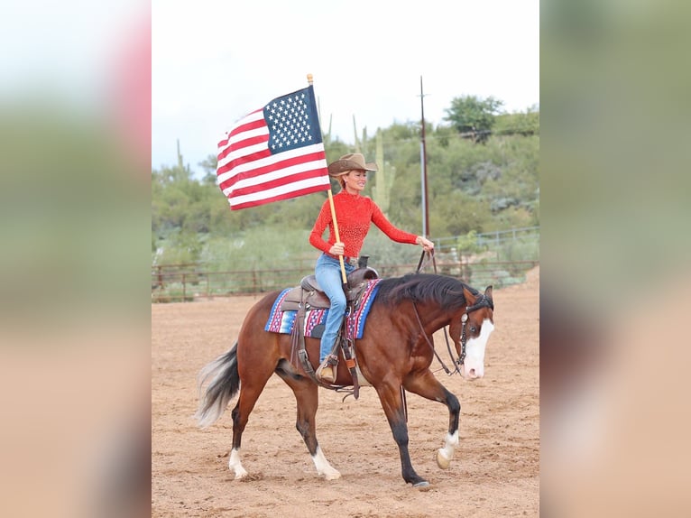 Quarter horse américain Hongre 5 Ans 150 cm Bai cerise in Cave Creek