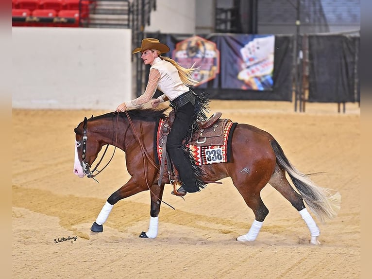 Quarter horse américain Hongre 5 Ans 150 cm Bai cerise in Cave Creek