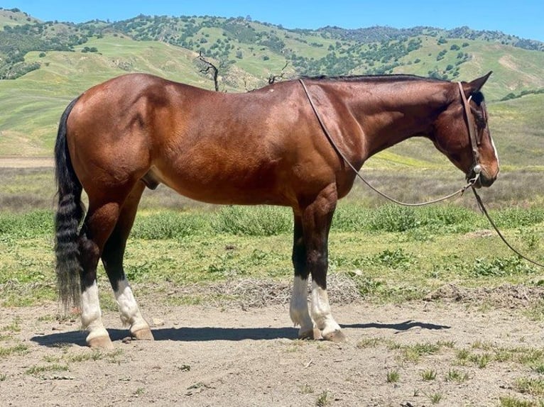 Quarter horse américain Hongre 5 Ans 150 cm Bai cerise in Paicines CA