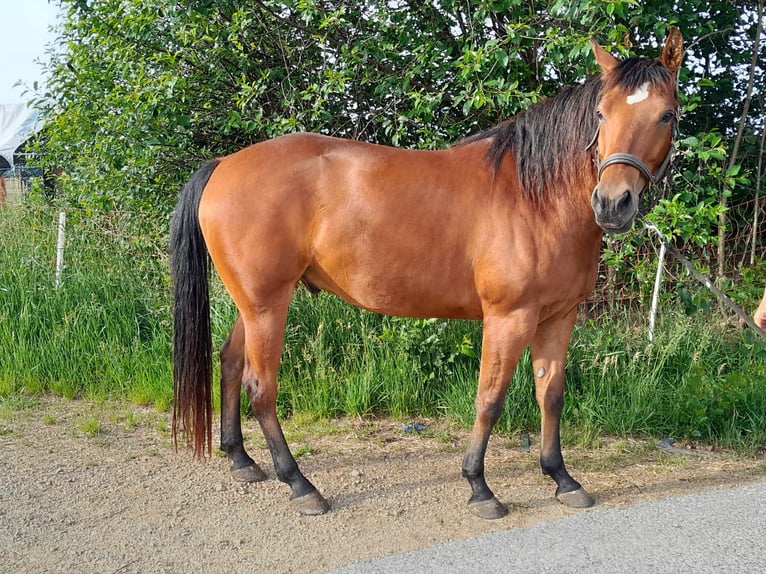 Quarter horse américain Hongre 5 Ans 150 cm Bai in Waldkirchen