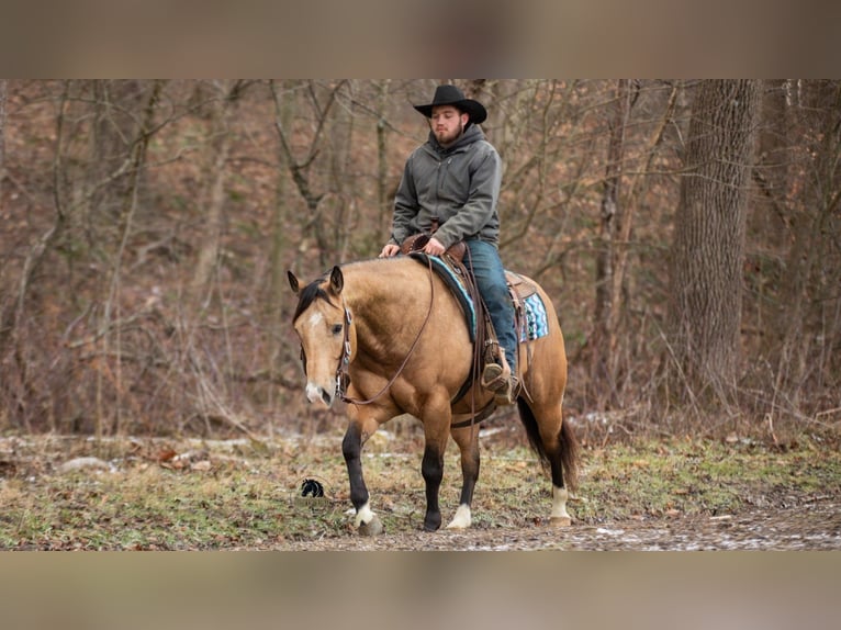 Quarter horse américain Hongre 5 Ans 150 cm Buckskin in Fredericksburg