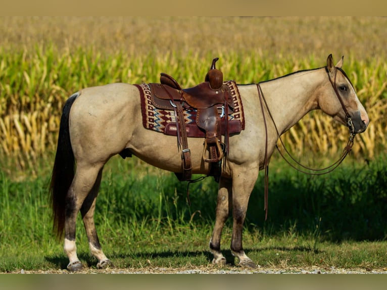 Quarter horse américain Hongre 5 Ans 150 cm Buckskin in Henderson