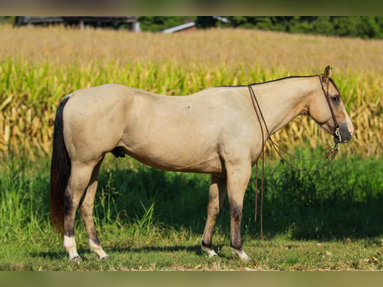 Quarter horse américain Hongre 5 Ans 150 cm Buckskin in Henderson