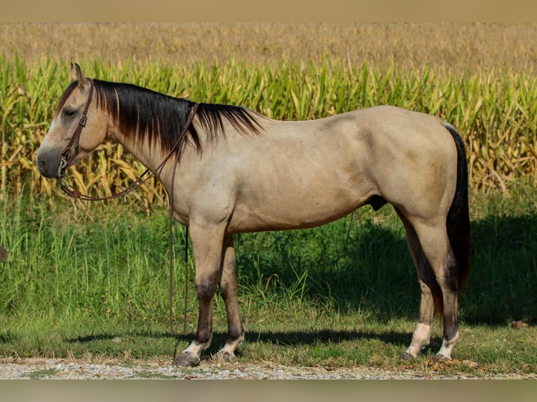 Quarter horse américain Hongre 5 Ans 150 cm Buckskin in Henderson