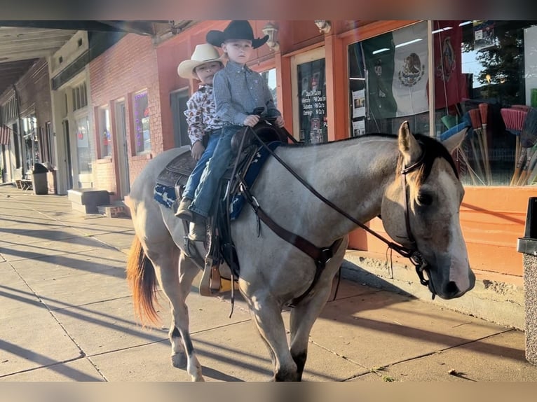 Quarter horse américain Hongre 5 Ans 150 cm Buckskin in Henderson