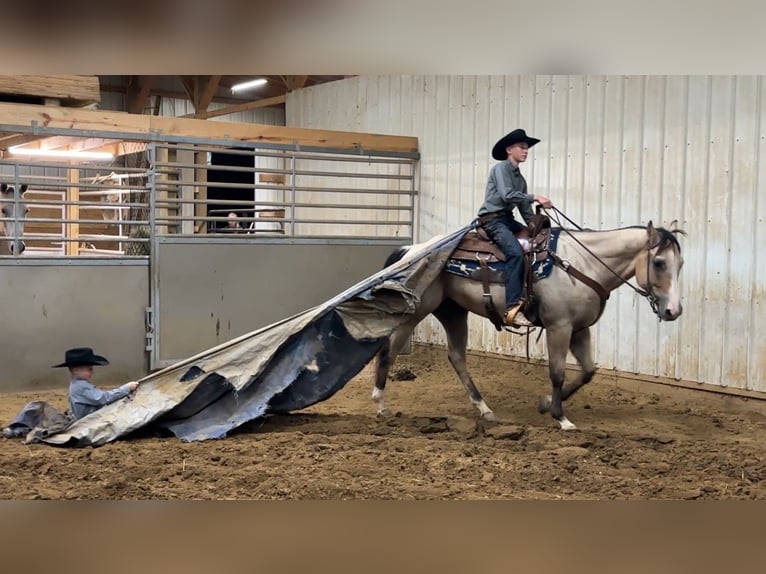 Quarter horse américain Hongre 5 Ans 150 cm Buckskin in Henderson