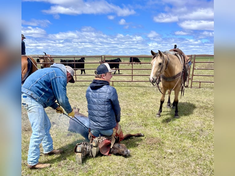 Quarter horse américain Hongre 5 Ans 150 cm Buckskin in Shelbina