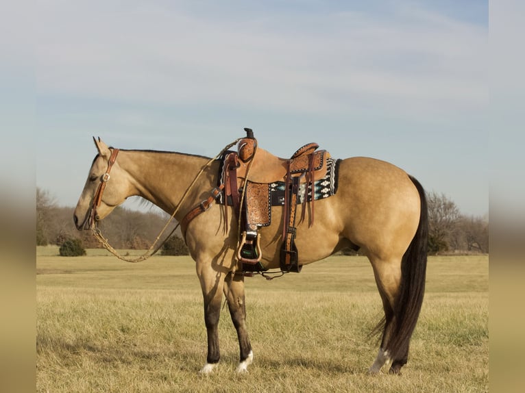 Quarter horse américain Hongre 5 Ans 150 cm Buckskin in Buffalo, MO