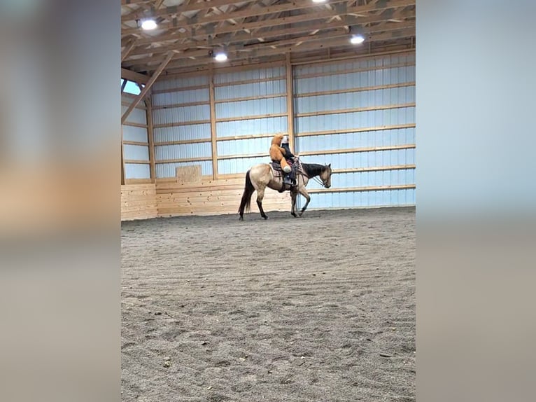 Quarter horse américain Hongre 5 Ans 150 cm Buckskin in Rebersburg