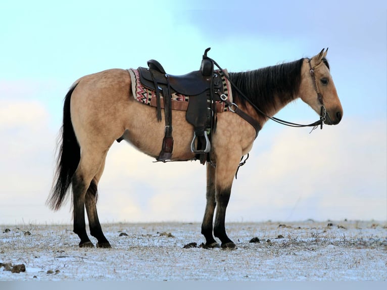 Quarter horse américain Hongre 5 Ans 150 cm Buckskin in Rebersburg