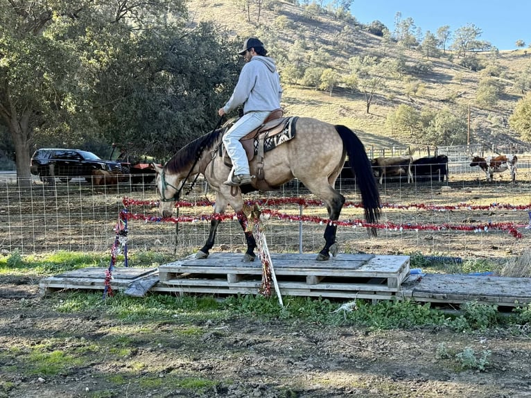 Quarter horse américain Hongre 5 Ans 150 cm Buckskin in Paicines CA