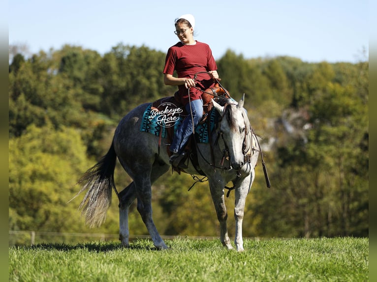 Quarter horse américain Hongre 5 Ans 150 cm Gris pommelé in Millersburg