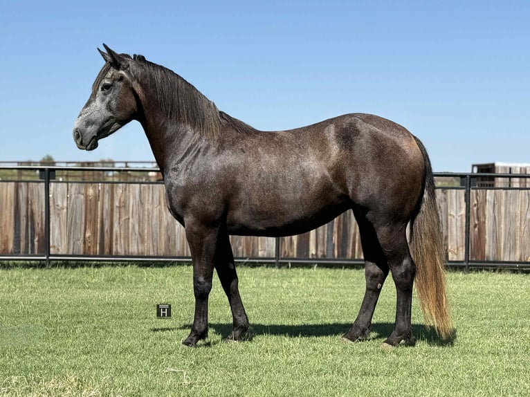 Quarter horse américain Hongre 5 Ans 150 cm Gris pommelé in Jacksboro, TX
