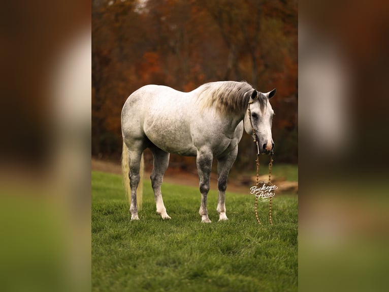 Quarter horse américain Hongre 5 Ans 150 cm Gris pommelé in Millersburg