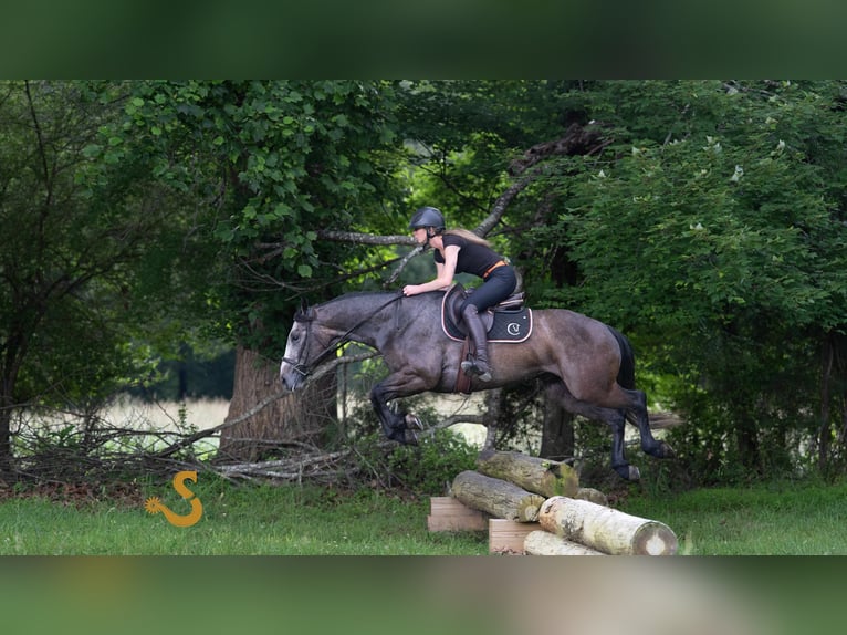 Quarter horse américain Hongre 5 Ans 150 cm Gris in Bogard, MO