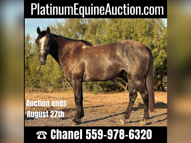 Quarter horse américain Hongre 5 Ans 150 cm Gris in Byers TX