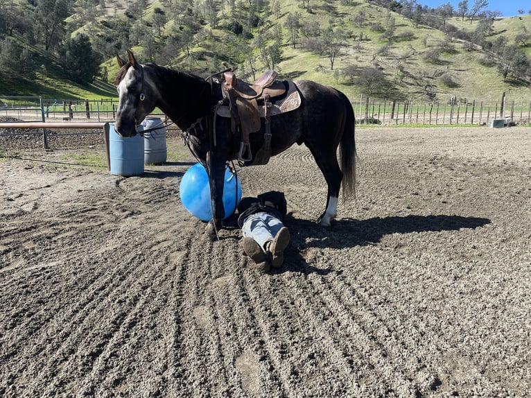 Quarter horse américain Hongre 5 Ans 150 cm Gris in Paicines CA