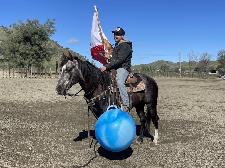 Quarter horse américain Hongre 5 Ans 150 cm Gris in Paicines CA