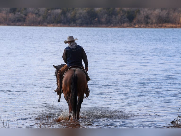 Quarter horse américain Hongre 5 Ans 150 cm Grullo in Ripley