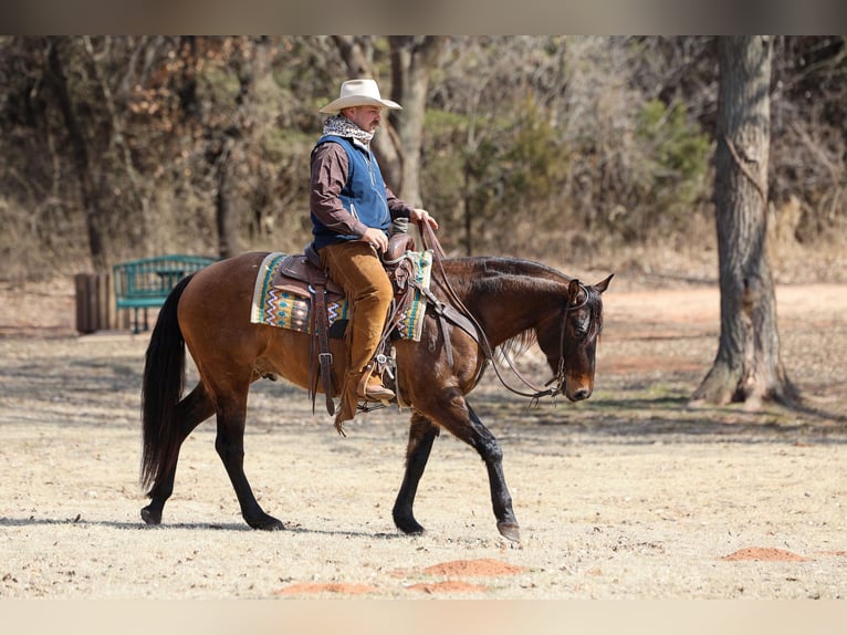 Quarter horse américain Hongre 5 Ans 150 cm Grullo in Ripley