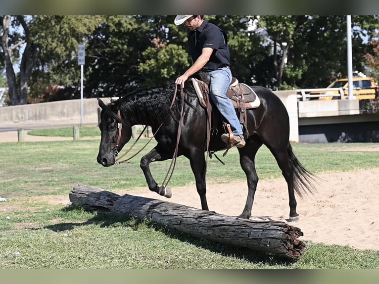 Quarter horse américain Hongre 5 Ans 150 cm Noir in Waco