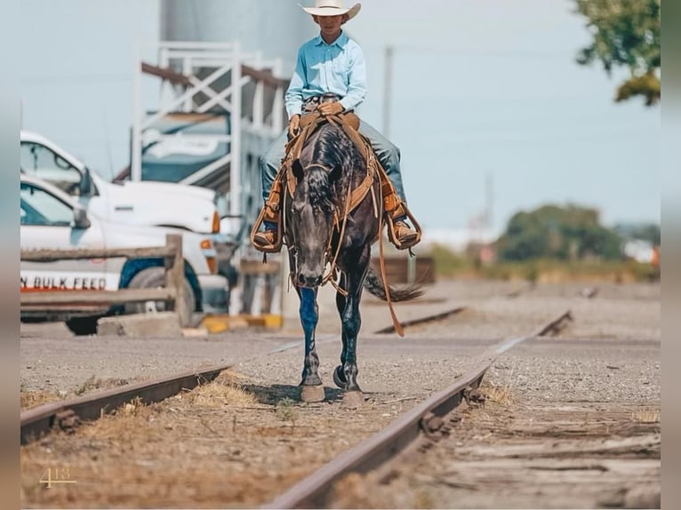 Quarter horse américain Hongre 5 Ans 150 cm Noir in Waco