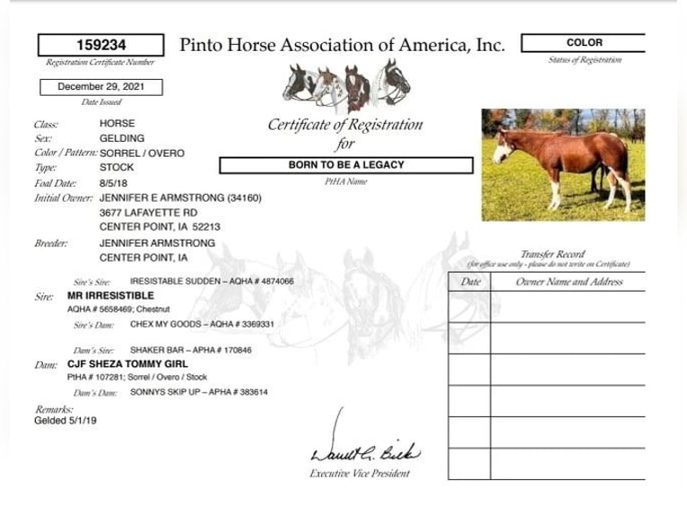 Quarter horse américain Hongre 5 Ans 150 cm Overo-toutes couleurs in Sweet Springs MO