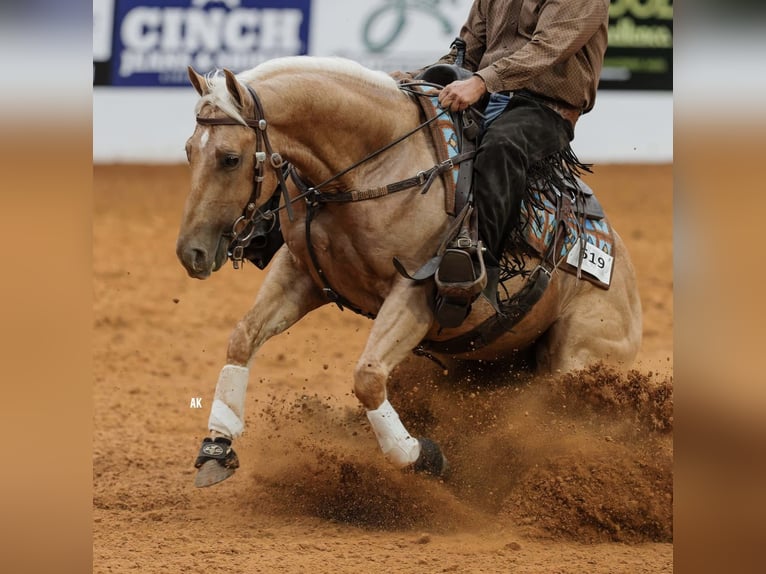 Quarter horse américain Hongre 5 Ans 150 cm Palomino in Waco