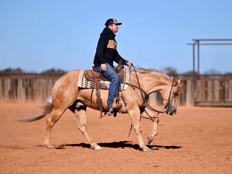 Quarter horse américain Hongre 5 Ans 150 cm Palomino in Waco