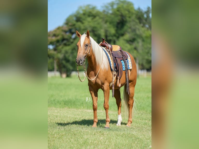 Quarter horse américain Hongre 5 Ans 150 cm Palomino in Terrell