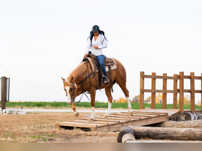 Quarter horse américain Hongre 5 Ans 150 cm Palomino in Lewistown