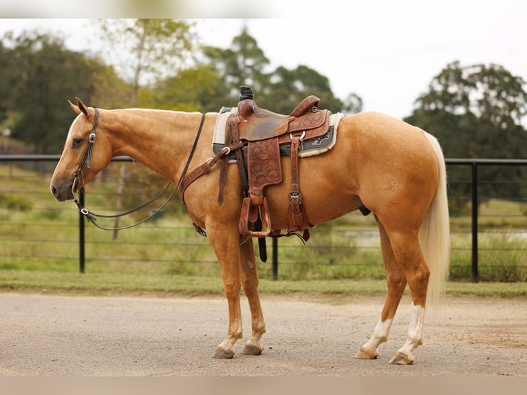 Quarter horse américain Hongre 5 Ans 150 cm Palomino in Morrilton, AR