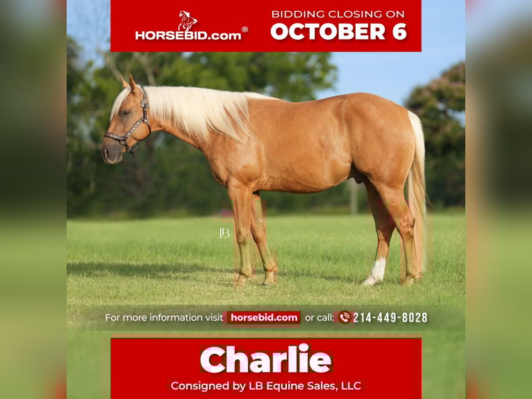 Quarter horse américain Hongre 5 Ans 150 cm Palomino in Terrell