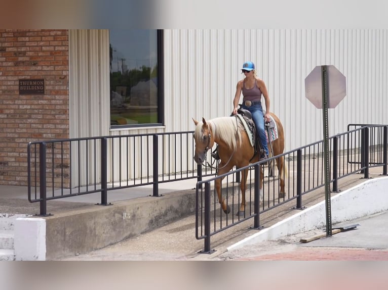 Quarter horse américain Hongre 5 Ans 150 cm Palomino in Terrell
