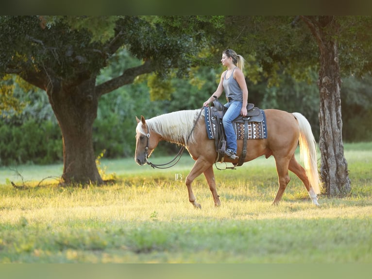 Quarter horse américain Hongre 5 Ans 150 cm Palomino in Terrell