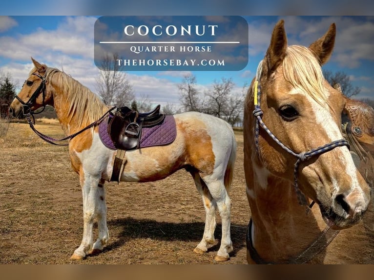 Quarter horse américain Hongre 5 Ans 150 cm Palomino in Fort Collins, CO