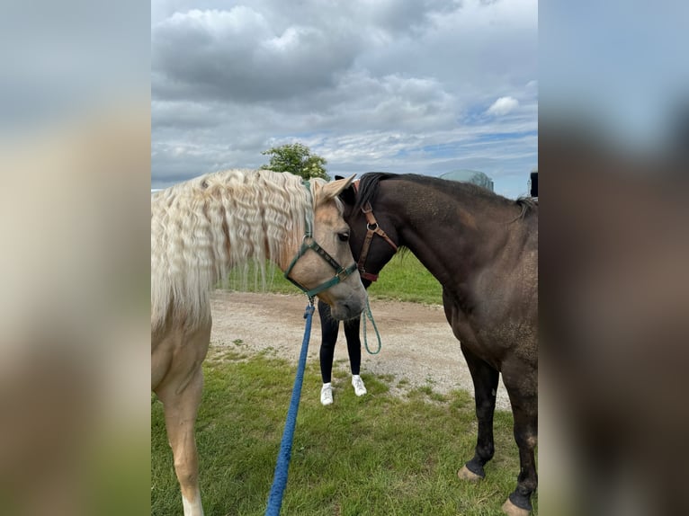 Quarter horse américain Hongre 5 Ans 150 cm Palomino in Wiener Neustadt