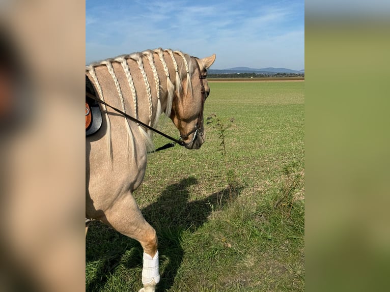 Quarter horse américain Hongre 5 Ans 150 cm Palomino in Wiener Neustadt