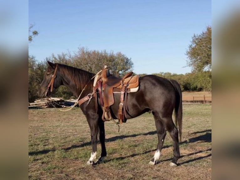 Quarter horse américain Hongre 5 Ans 150 cm Rouan Bleu in Weatherford TX