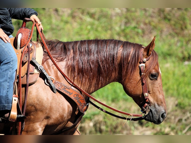 Quarter horse américain Hongre 5 Ans 150 cm Rouan Rouge in Clarion