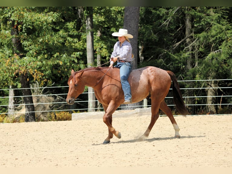 Quarter horse américain Hongre 5 Ans 150 cm Rouan Rouge in Clarion